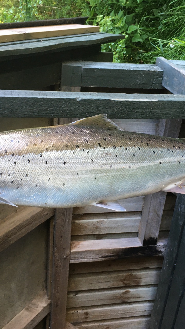 Jan Thorsted 71 4,2Kg.