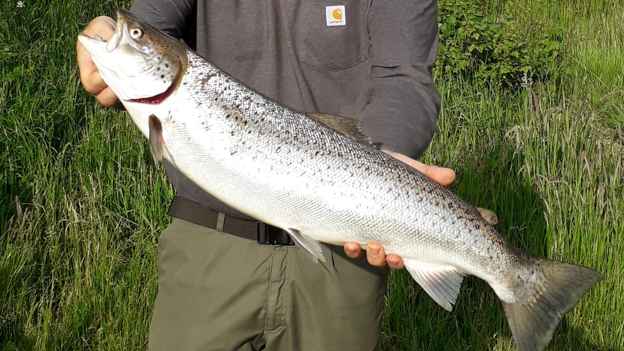 Jesper Deigaard 68 3,5 12 06 2021 (2) (1)