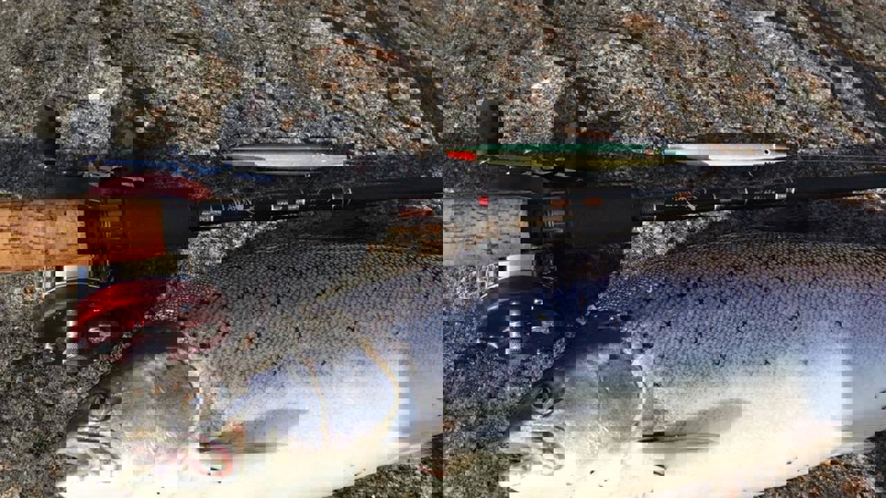 204274136 4211146785572995 8495849630385337335 N