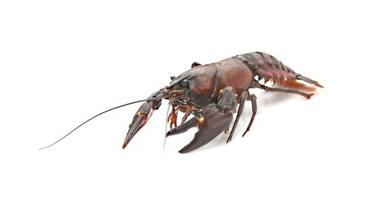 Signalkrebs Pacifastacus Leniusculus (1)