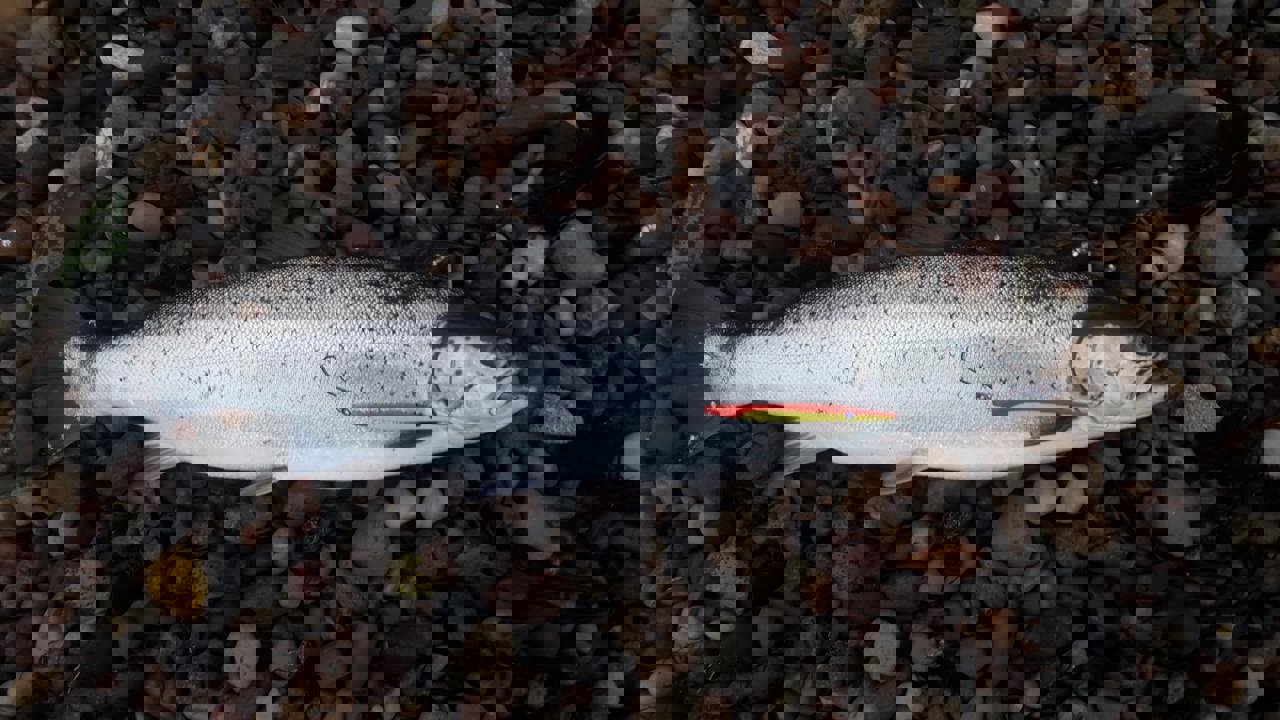 Nielsfastrup2