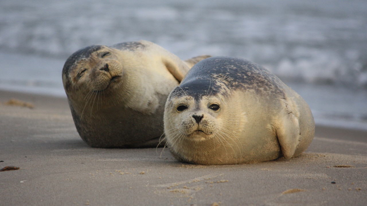 Billede af sæler. Fotograf Niels Vedel.jpg
