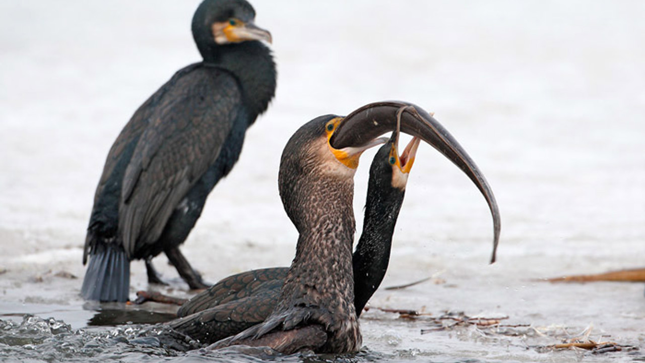 Skarv Med Aal Netfugl