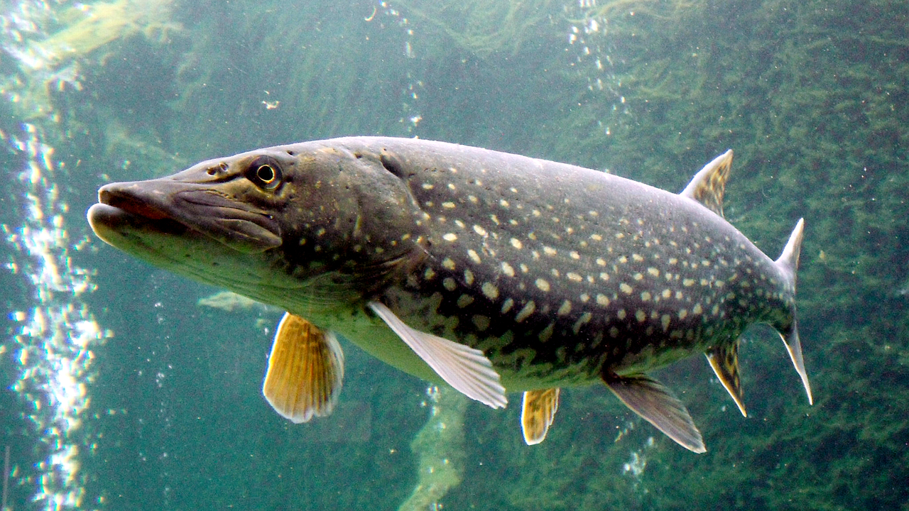Esox Lucius ZOO 1