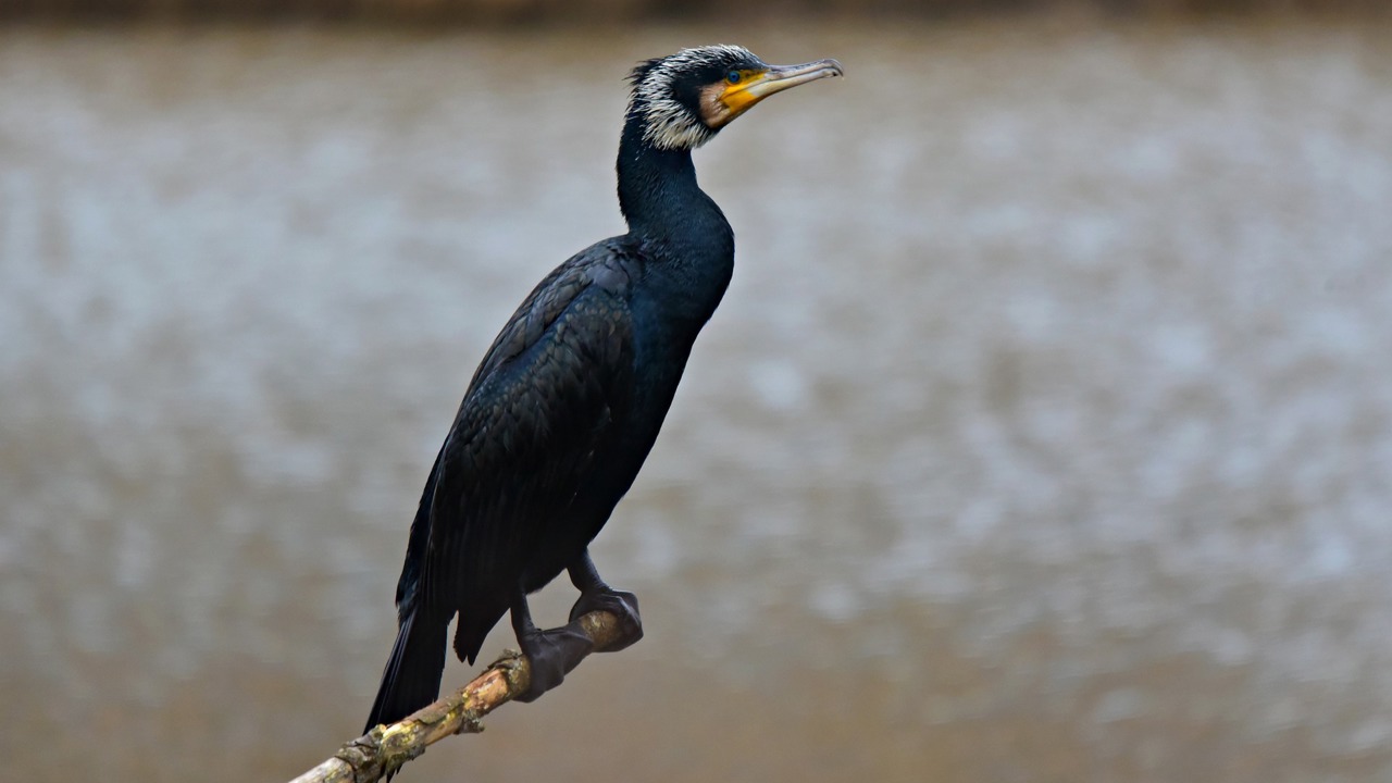 Cormorant 4903910 1920