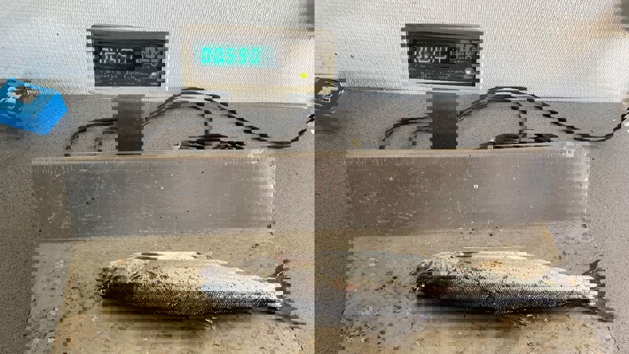 275459483 503635994650430 8722540793709221442 N