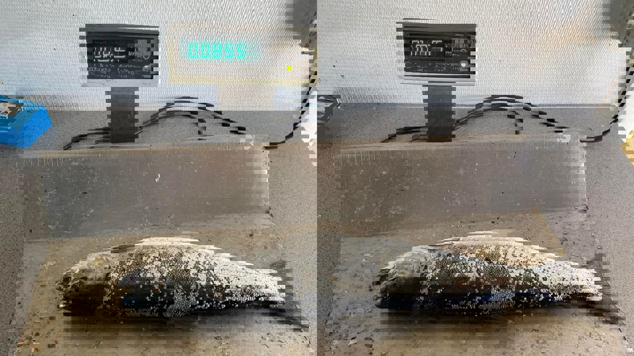 275555565 287847956817569 4348079783132607762 N