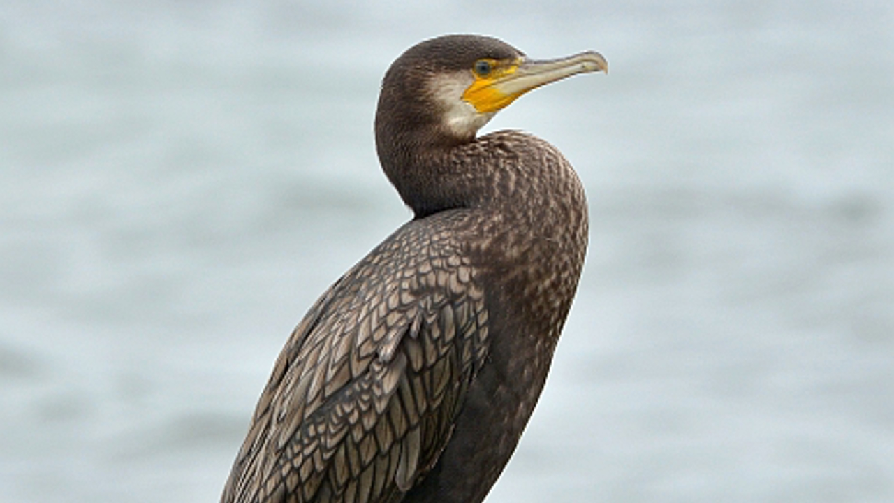 Skarv Phalacrocorax Carbo 6