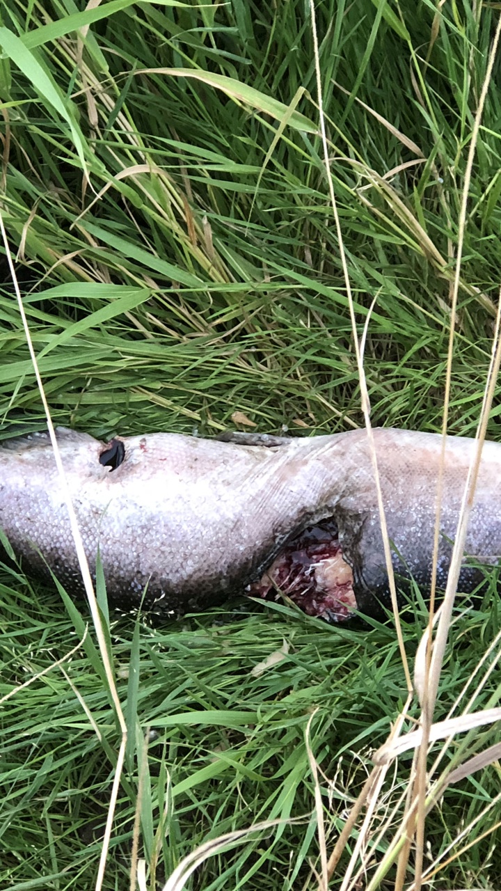 HØ77, Ken Poulsen, bidemærker, fra Stavad.jpeg