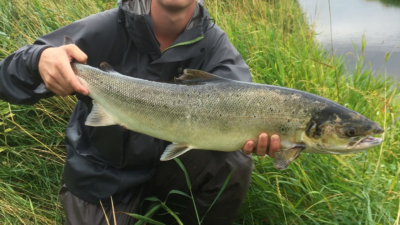 Laks 5.0 kg og 78 cm 6. august 2018 fra den hvide bro.JPG