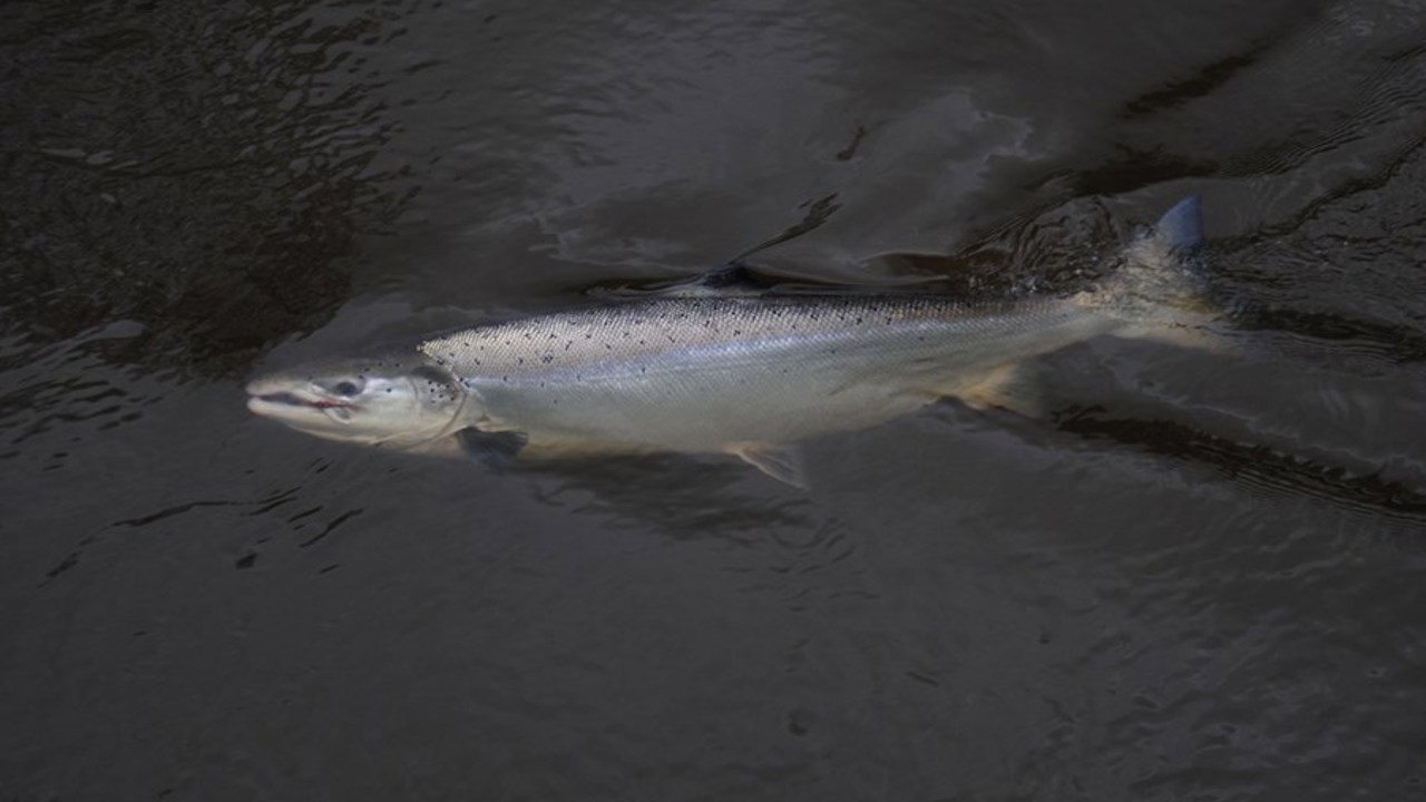 Kritisk vandtemperatur.jpg