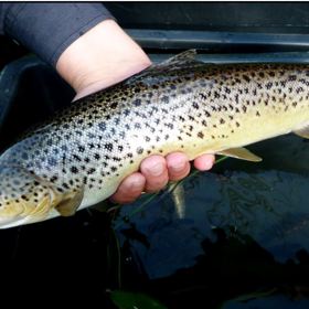 2014 Fiskeundersøgelse i Vegen Å.JPG