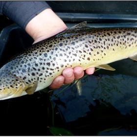 2014 Fiskeundersøgelse i Vegen Å Holstebro og Herning kommuner.JPG