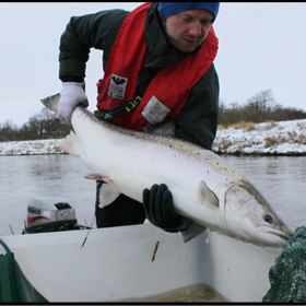 2011 Bestandsstørrelser og gydeoverlevelse.JPG