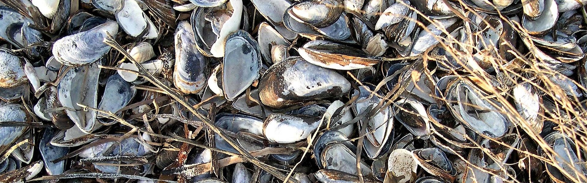 muslinger -lang-smal.jpg
