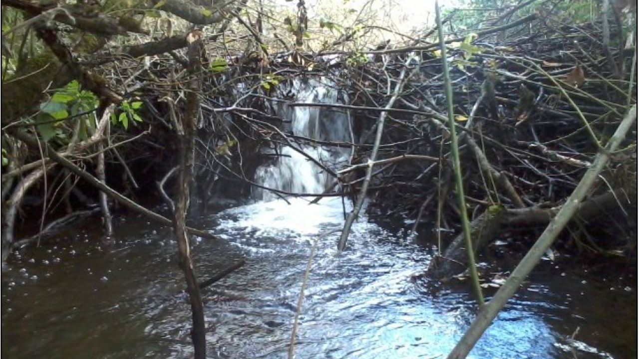 Bæverdæmning i øvre Gryde Å.JPG