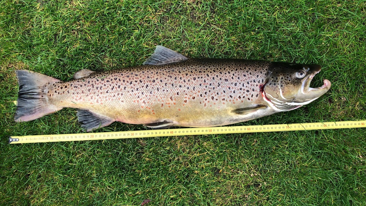 Hans Peter Ilkjær 80 Cm 6,15 Kg 2022 10 28