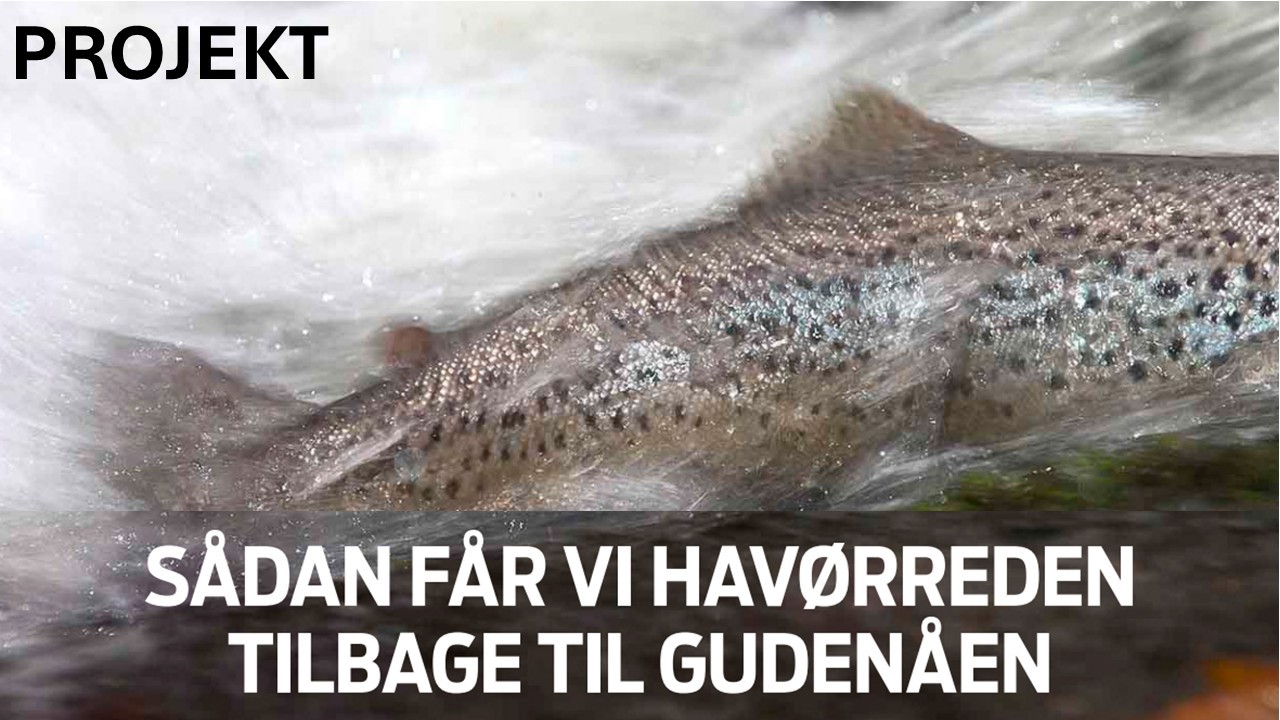 Havørreden tilbage til Gudenå