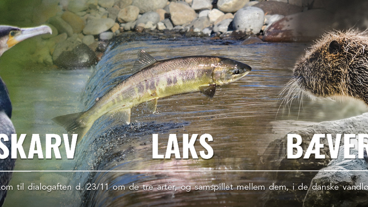 HABITAT Skarv Laks Bæver