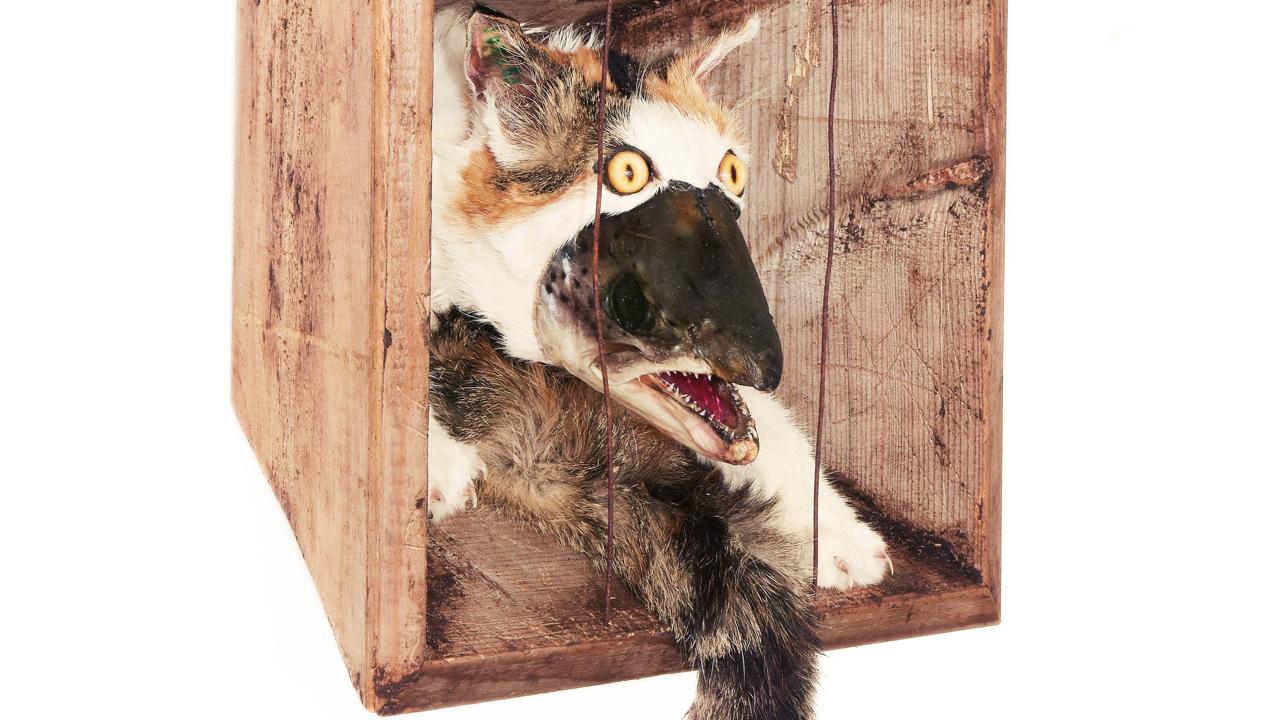 Kattelaks 1