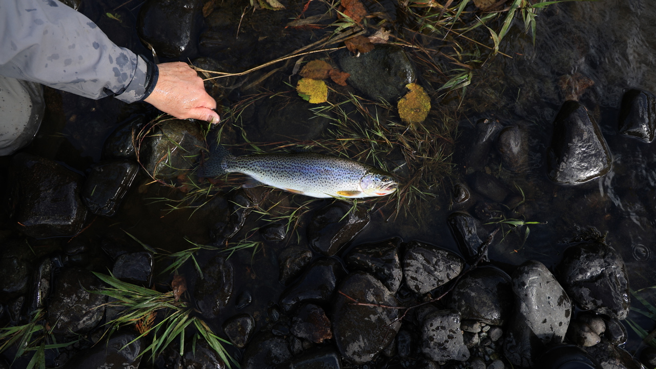 Cutthroat