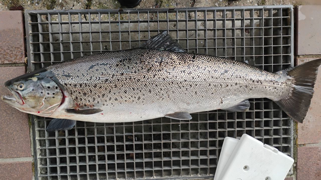 Søren Overgaard 72Cm 4,9Kg 2024 06 28