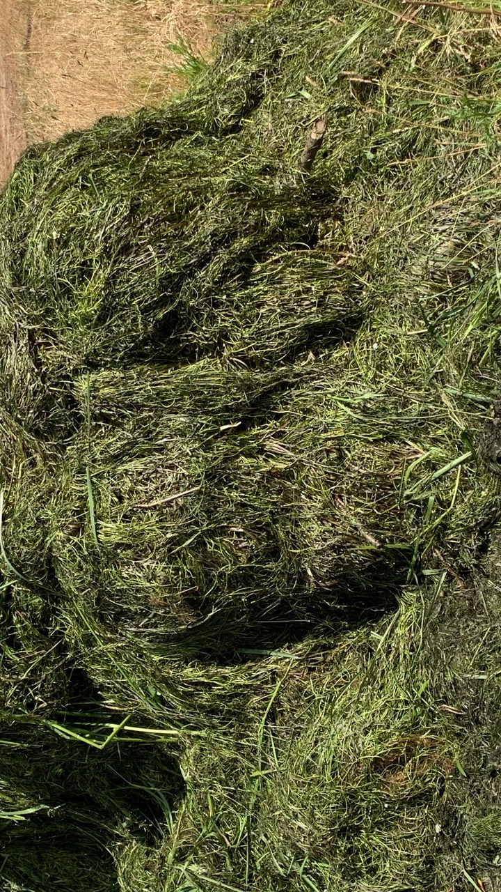 Grødeopsaml Skærum Mølle