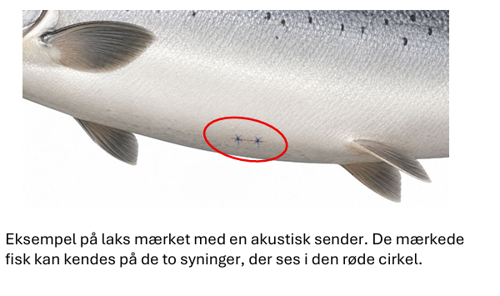 Skærmbillede 2026 09 04 215109