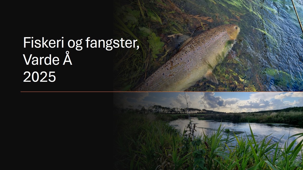 Varde Å Fangster 2025