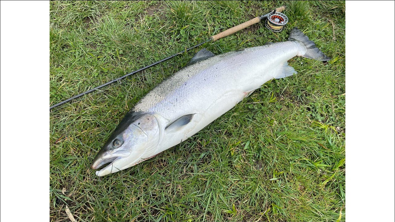 Rundvisning Fiskevand Laks 1280X720