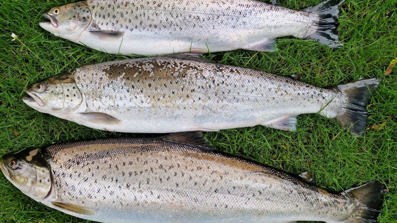 Jørgen Lund 3 På Stribe 72Cm3,8Kg 65Cm 3,1Kg 2024 06 26