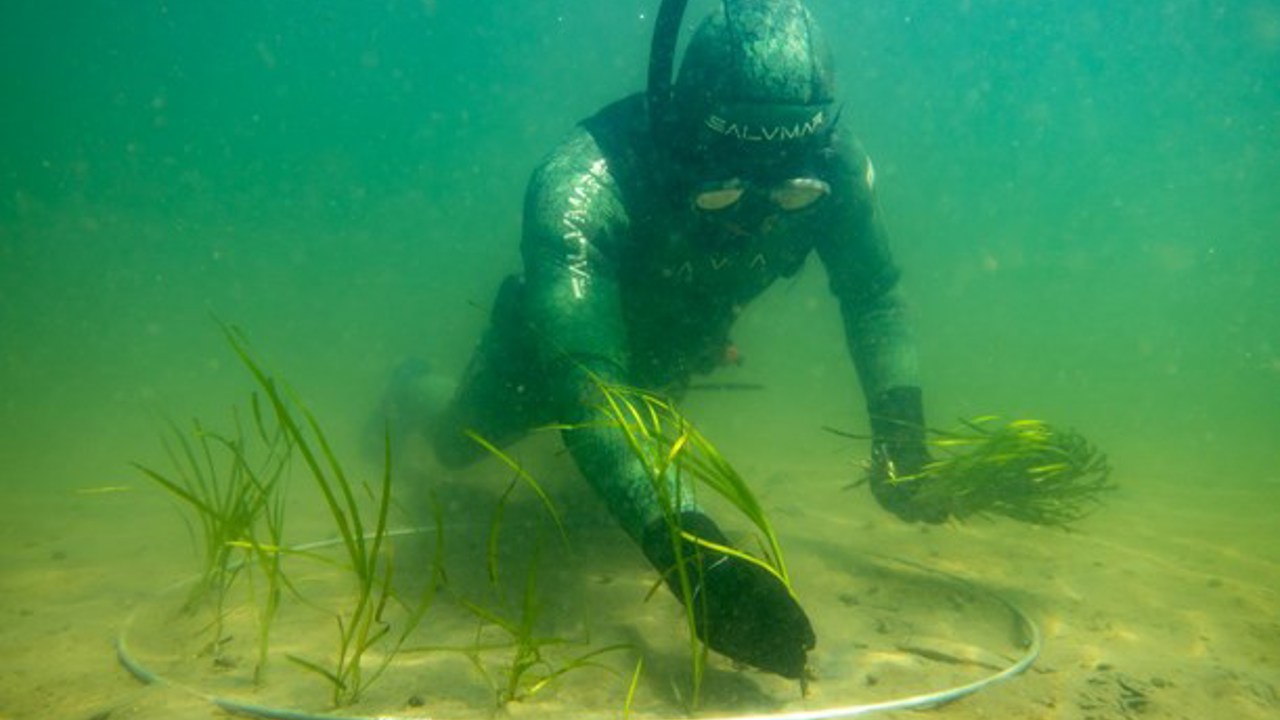 Udplantning Af Ålegræs Foto Troels Lange Sdu