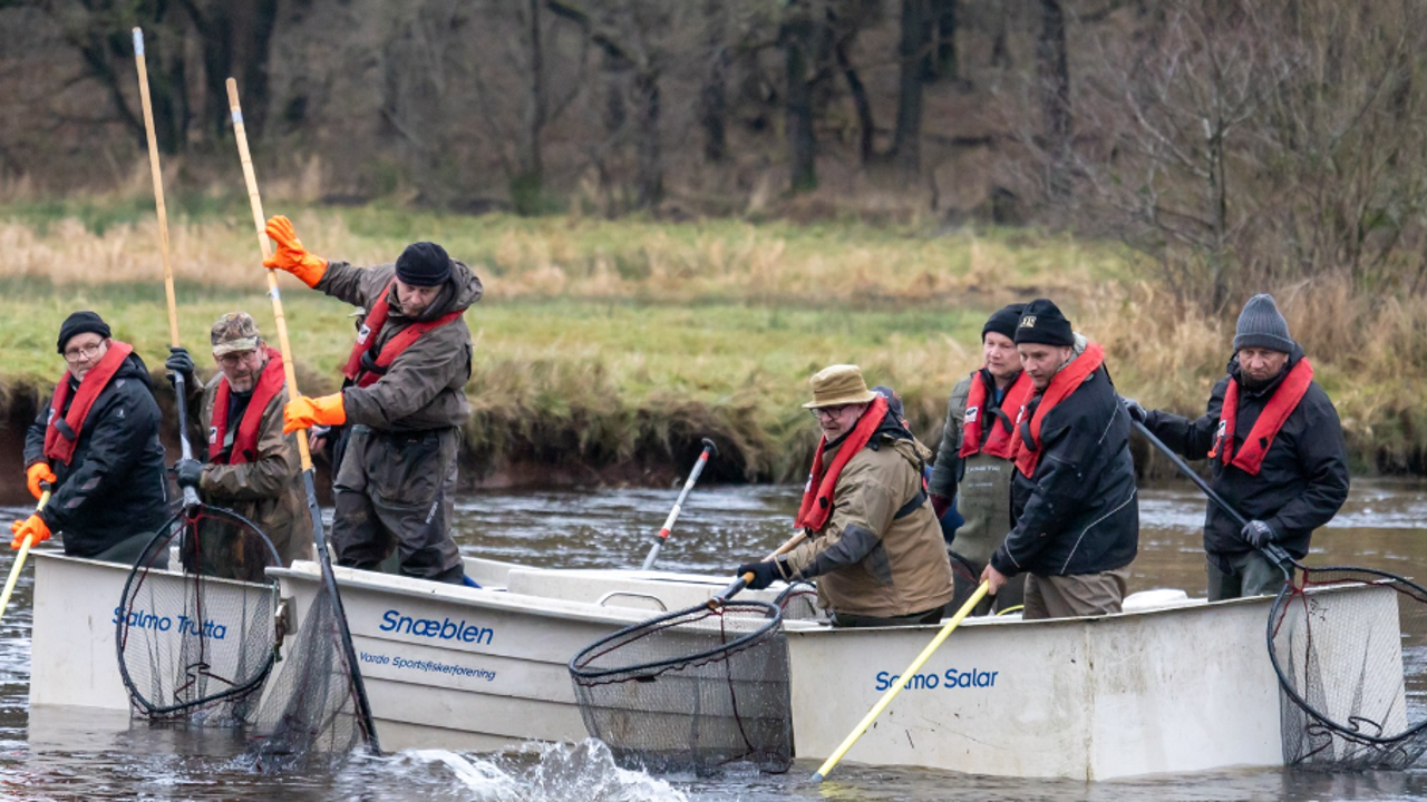 Elfiskeri Laks Dec 2023