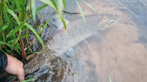 Havørred 80Cm 25 Juli 2026 Grindsted Å