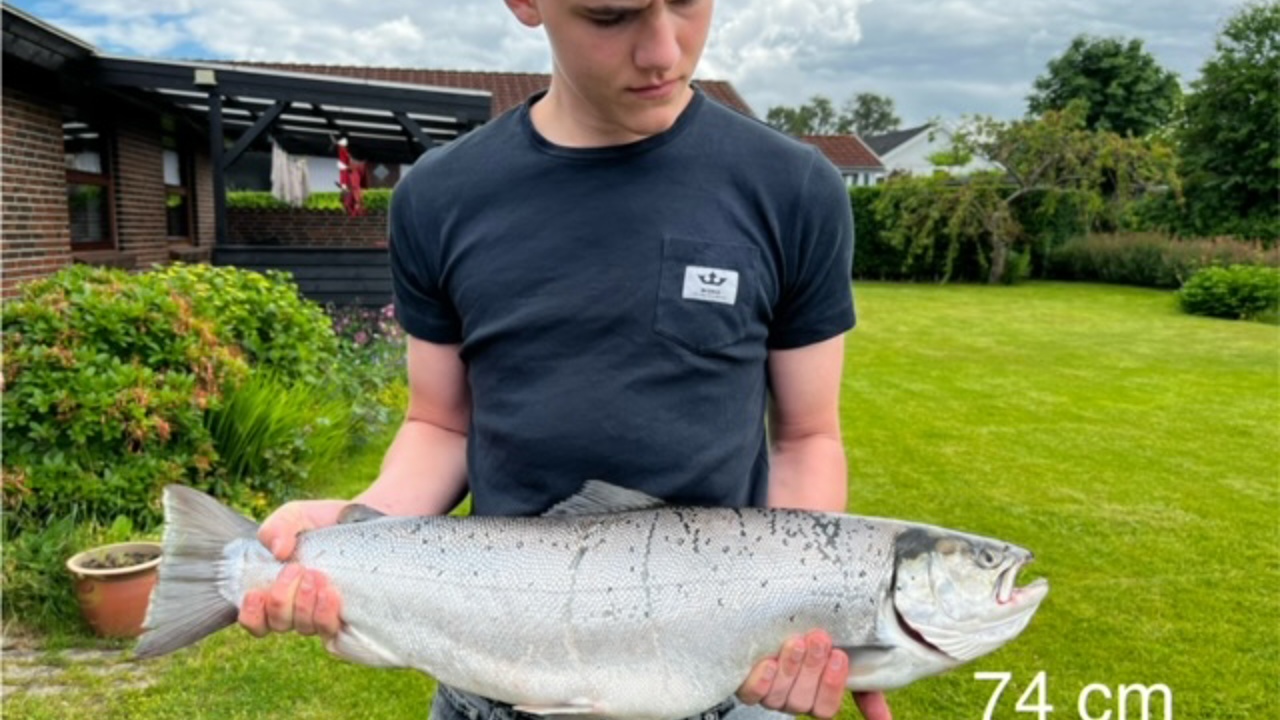 6 Fisk Fanget 5 Juni 2024