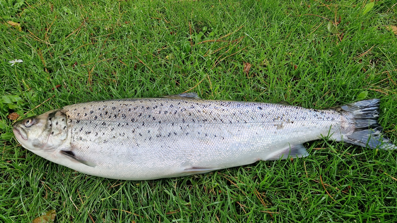 Jørgen Lund 62Cm 3Kg 20240711