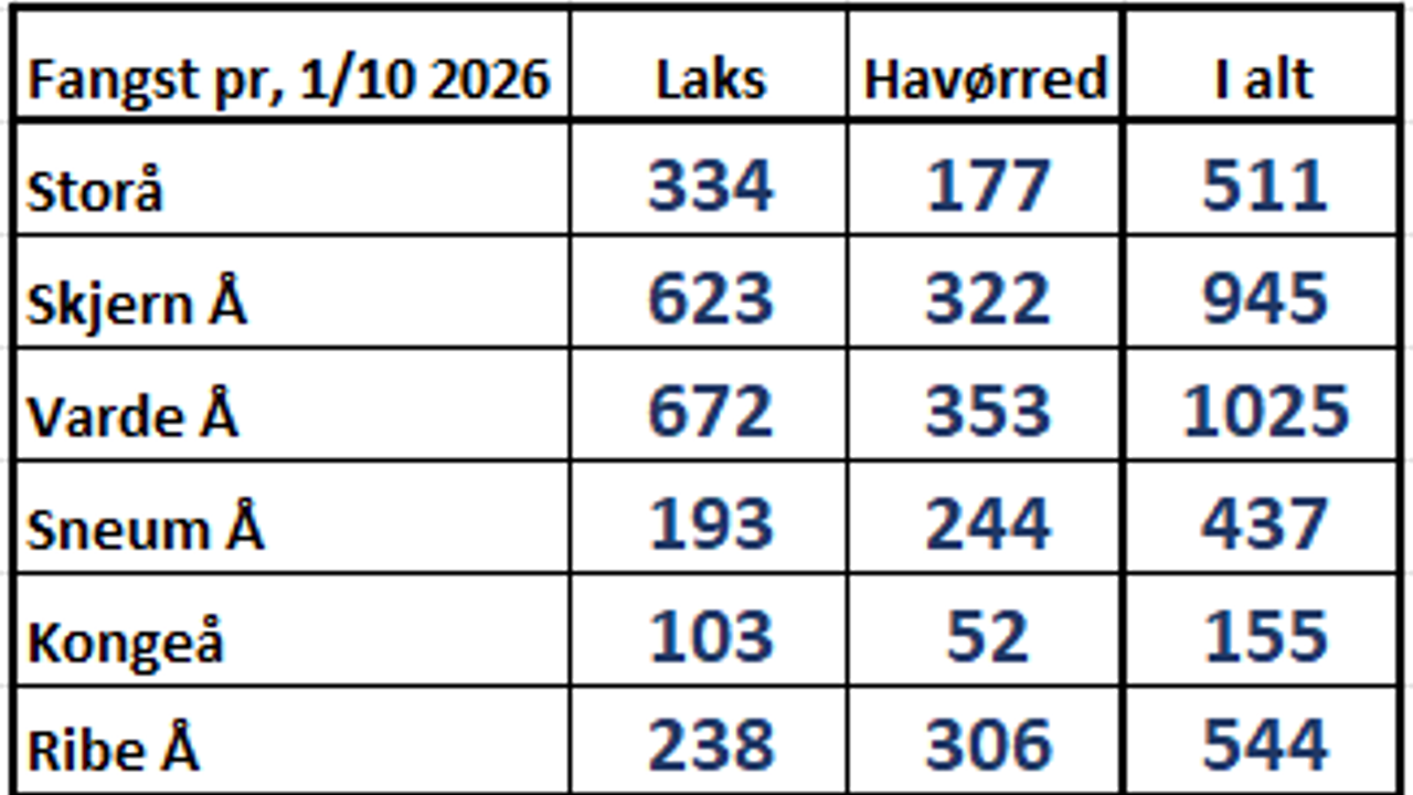 Fangst Vestjyske Vandløb Laks Havørred 1. Oktober 2026.