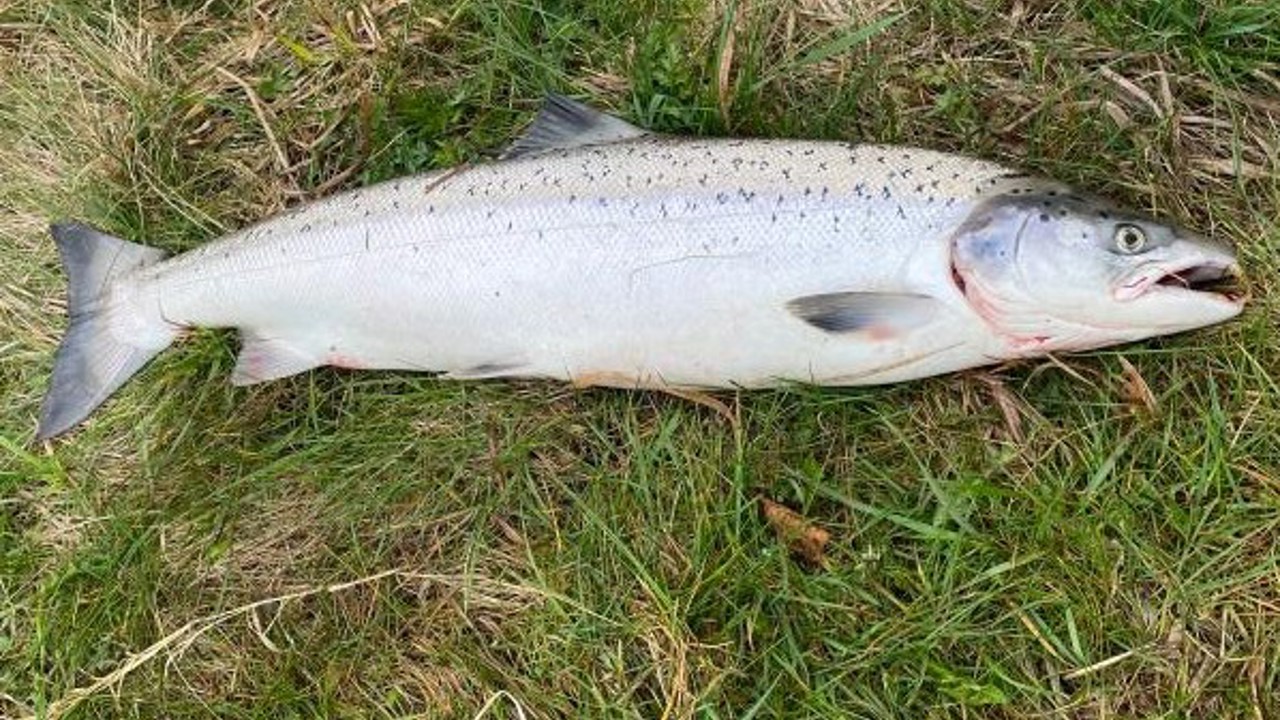 2023 4 16 Kurt Dam Laks 85 5,3