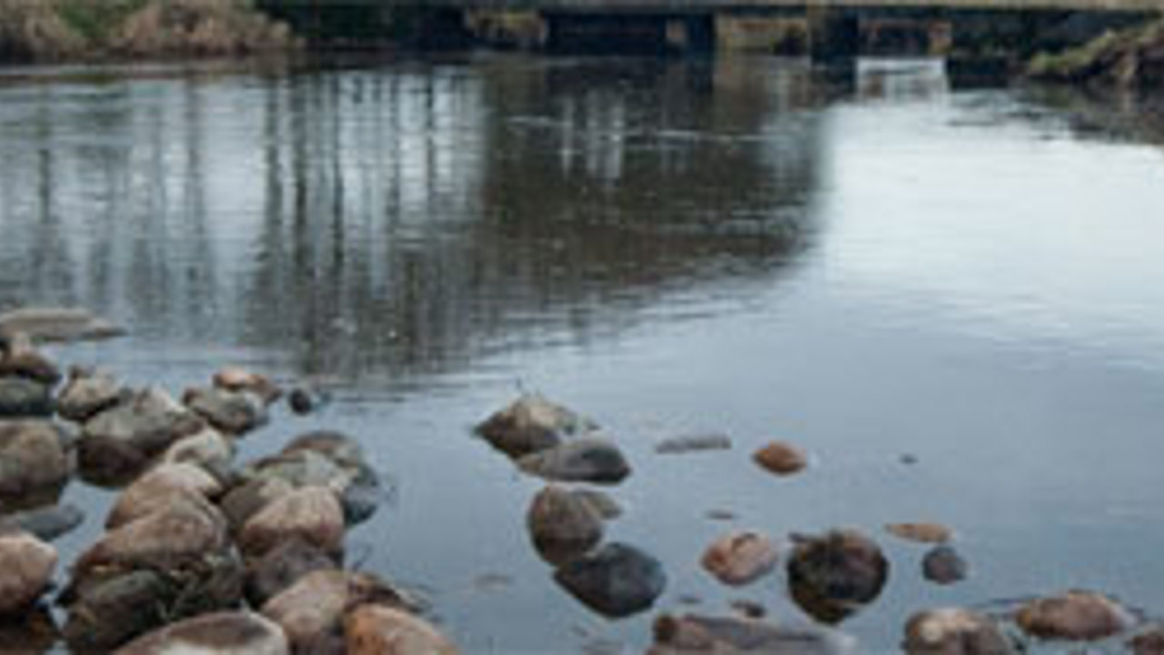 Laksekvote I Varde Aa