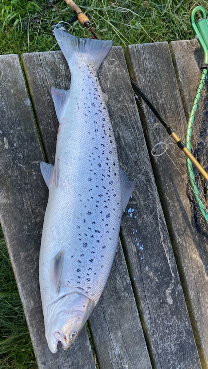 Erling Maigaard 71Cm 4,3 Kg (2)