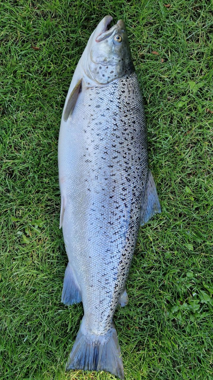 Jørgen Lund 73Cm 4,8Kg 2024 06 25 (1)