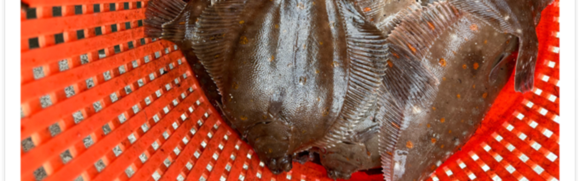 Fladfisk