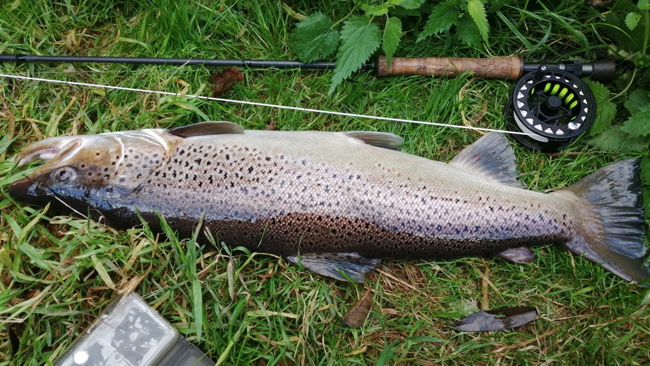 Ole Vilhelm Veltz 77Cm 5,3Kg 2022 09 18