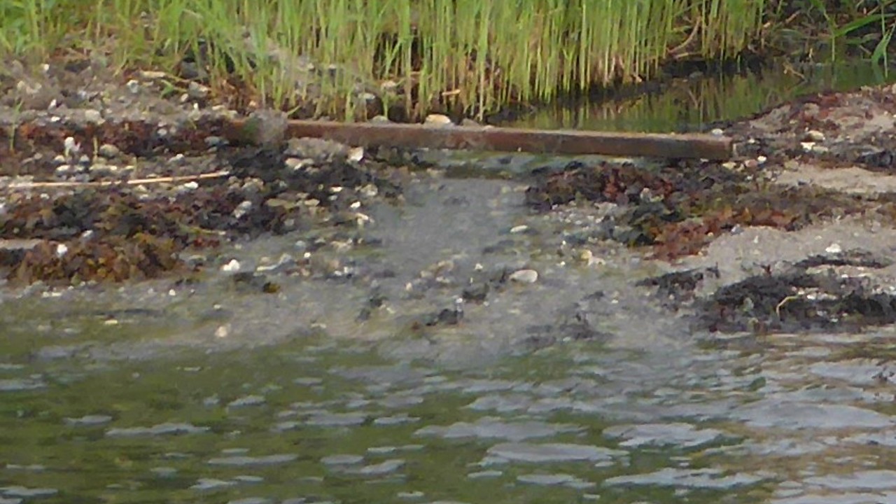 World Fish Migration Day 2022 (3)
