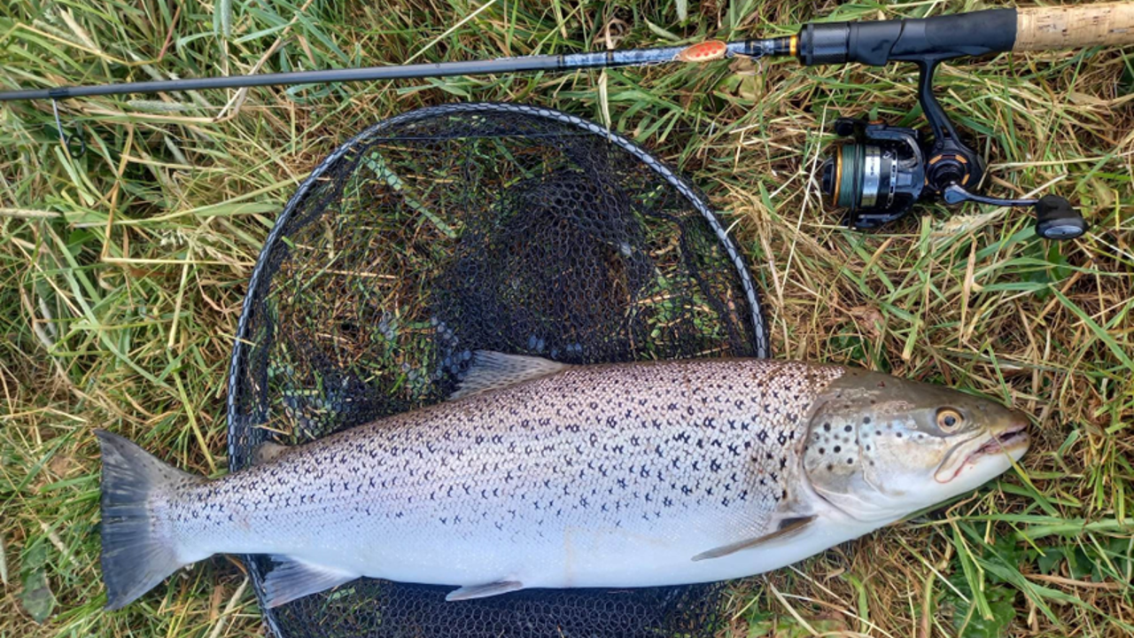 Poul Bernt Wind 69Cm 4,1Kg 2023 06 15 (2)