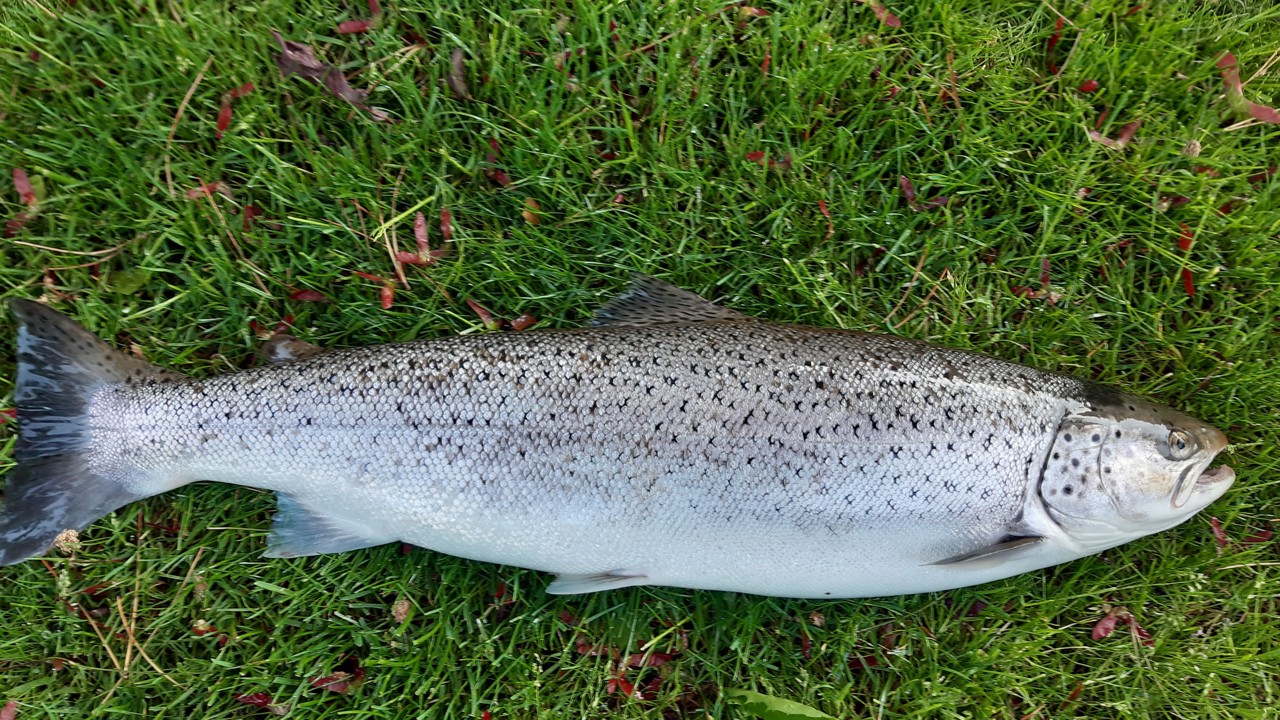 Jørgen Lund 66Cm 3,4Kg 2022 05 28