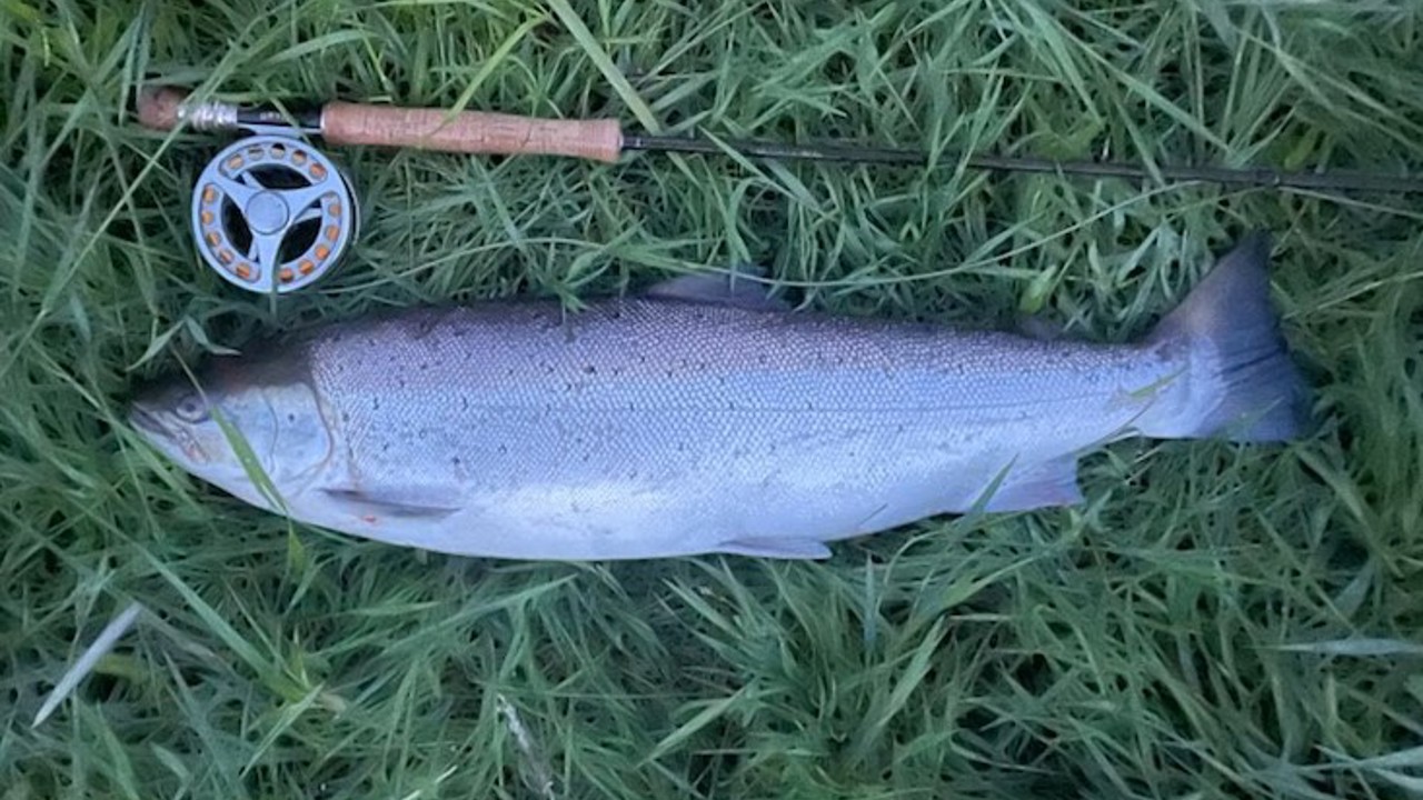 Preben Kaas 72 4,7 2024 06 07.