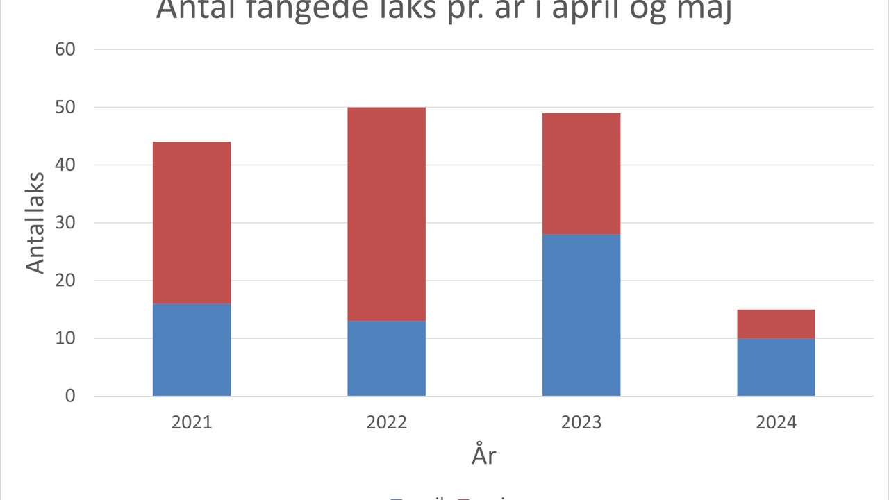 Laksefangster