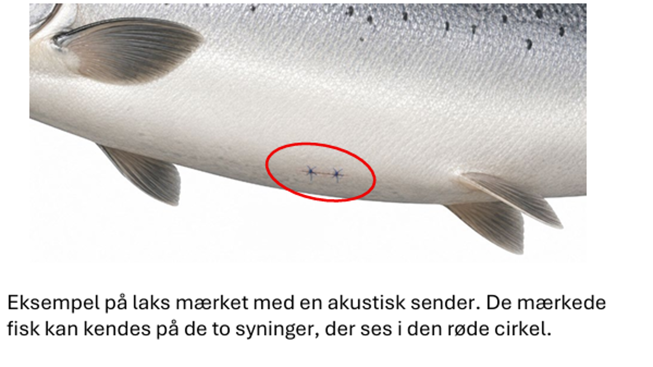 Skærmbillede 2026 09 04 215109 (1)